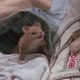 Luke does make a very cute rodent.